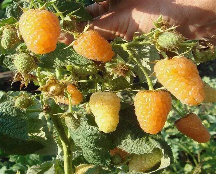 Anne Raspberry Gurney's Seed & Nursery Co. in 2020 Raspberry plants, Growing gar