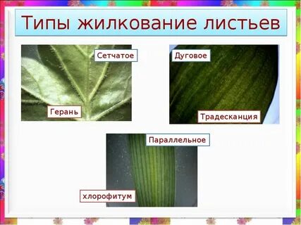 Герань тип жилкования