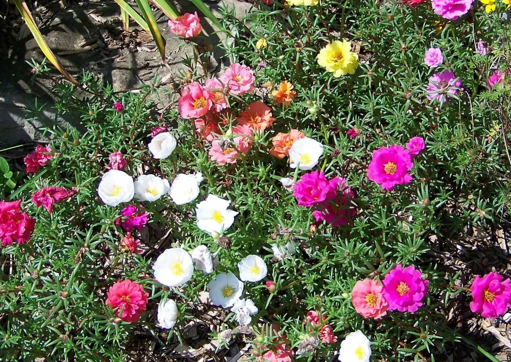 Portulaca Fragrant flowers, Ground cover, Ground cover plants
