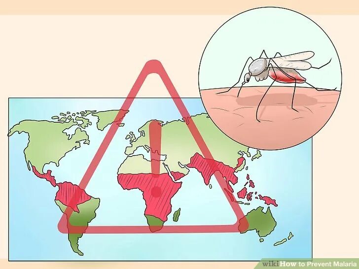 Почему для борьбы с малярией. Малярия симптомы и профилактика. Малярия рисунок.