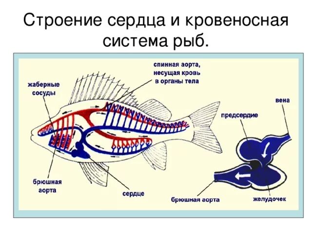 Сердце рыб состоит из камер. Кровеносная система рыб схема 7 класс. Замкнутая кровеносная система схема рыбы. Строение кровеносной системы рыб. Строение кровеносной системы костных рыб.