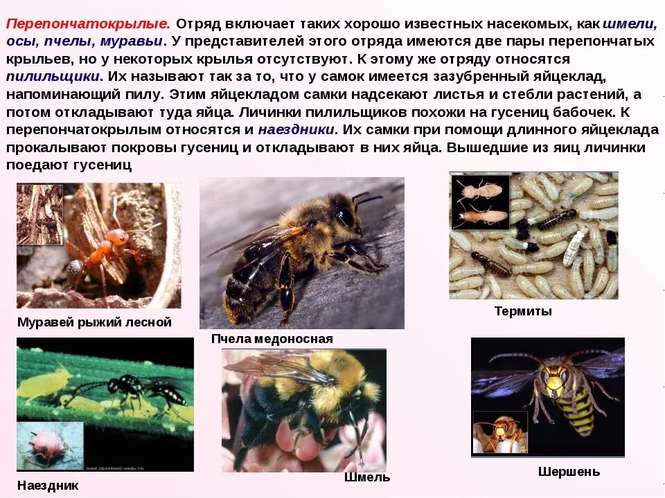 Пчелы относятся к насекомым. Отряд Перепончатокрылые Крылья. Представители отряда перепончатокрылых насекомых. Перепончатокрылые Тип личинки. Отряд Перепончатокрылые характеристика крыльев.