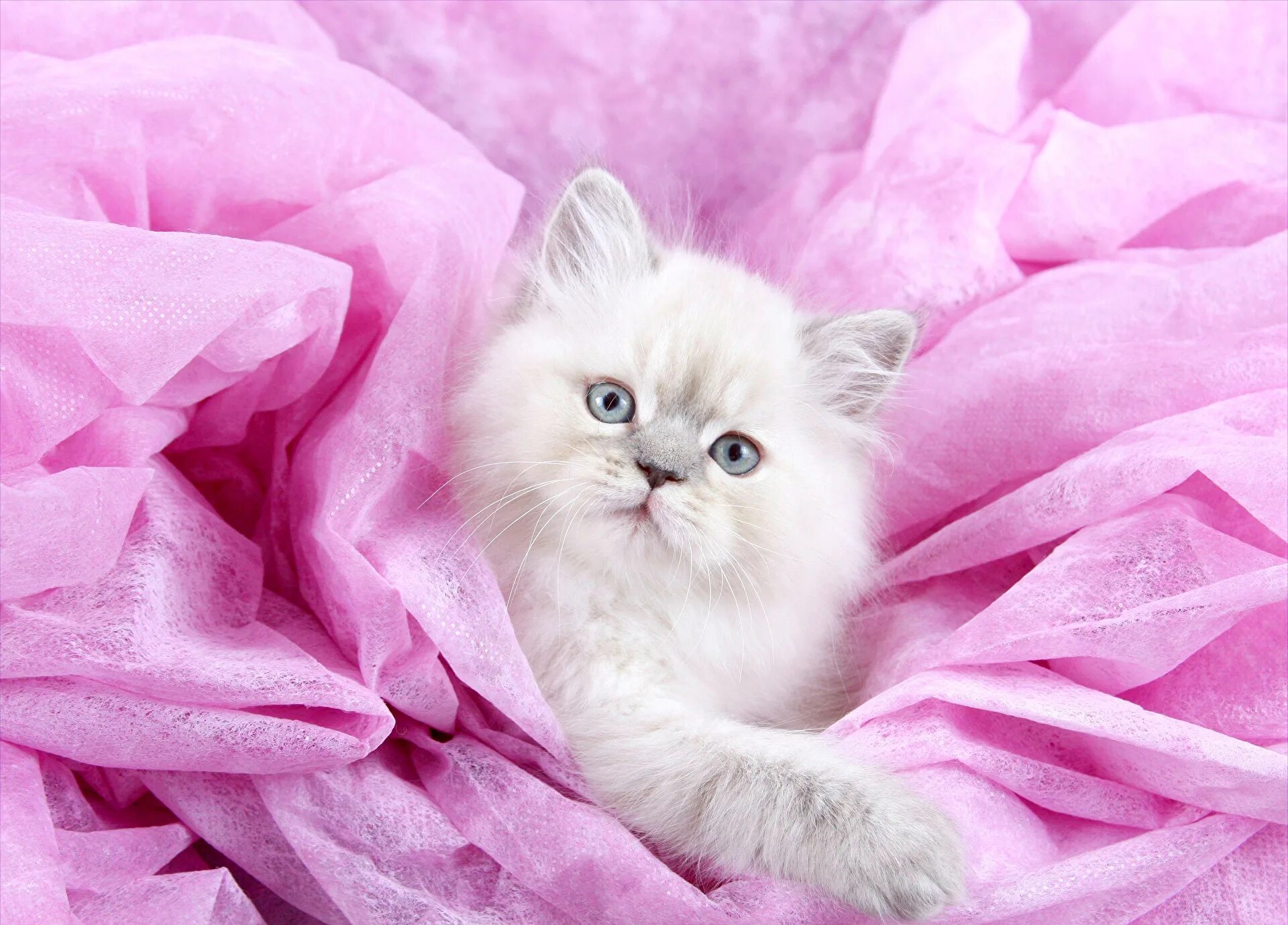 Кошка розового цвета