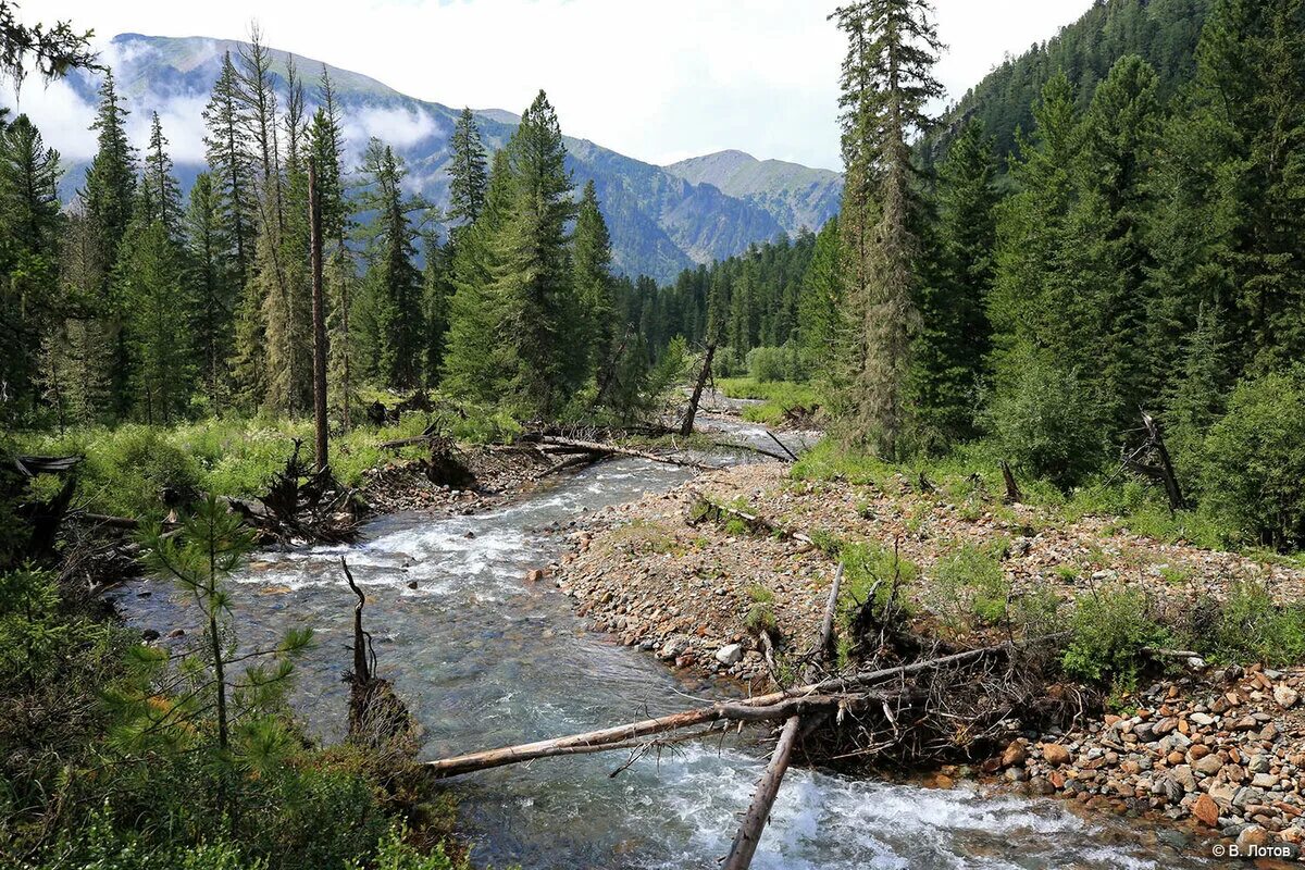 Река Уймень горный Алтай. Уймень село Республика Алтай. Уймень Чойский район. Озеро Уймень горный Алтай.