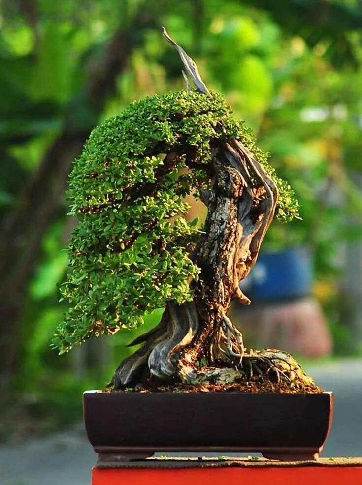 Tree ideas