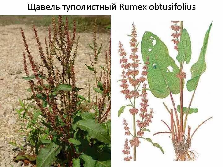 Форма половых губ персик щавель фото. Rumex obtusifolius щавель туполистный. Щавель туполистный (Rumex obtusifolius l.). Щавель кислый Rumex acetosa цветок. Конский щавель сорняк.