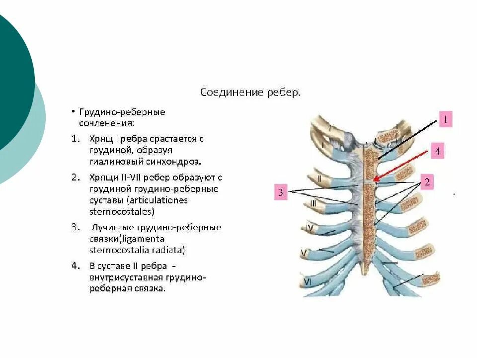 Соединение между ребрами