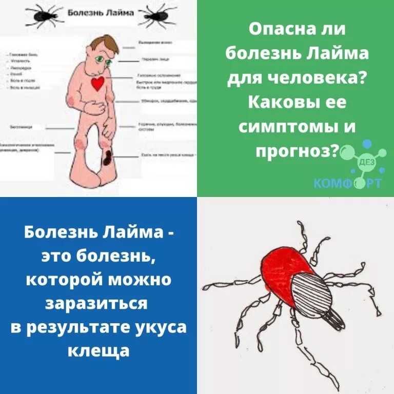 Иксодовый клещевой боррелиоз возбудитель. Переносчики инфекции клещевой боррелиоз. Системный клещевой боррелиоз осложнения.