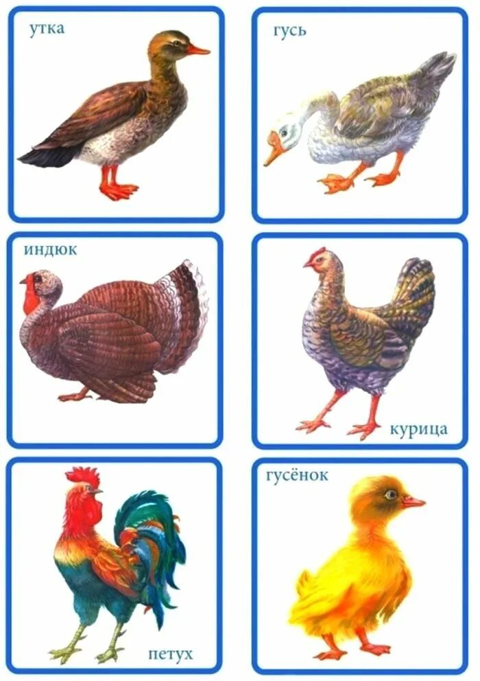 Домашние птицы. Домашние птицы картинки для детей. Домашние птицы для дошкольников. Домашние птицы картинки для детей дошкольного возраста. Птицы петух курица индюк гусь утка.