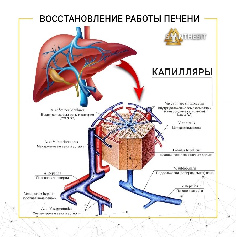 Функциональная единица печени. Структурно-функциональная единица печени. Структурно-функциональной единицей печени является. Структурные единицы печени. Долька печени.. Структурно-функциональная единица печени печеночная долька.