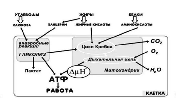 Изменения дыхания клеток. Схема клеточного дыхания в митохондриях. Схема процесса клеточного дыхания. Клеточное дыхание схема ЕГЭ. Энергетический обмен в митохондриях схема.