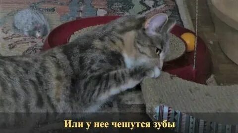 Почему кошки вкусно