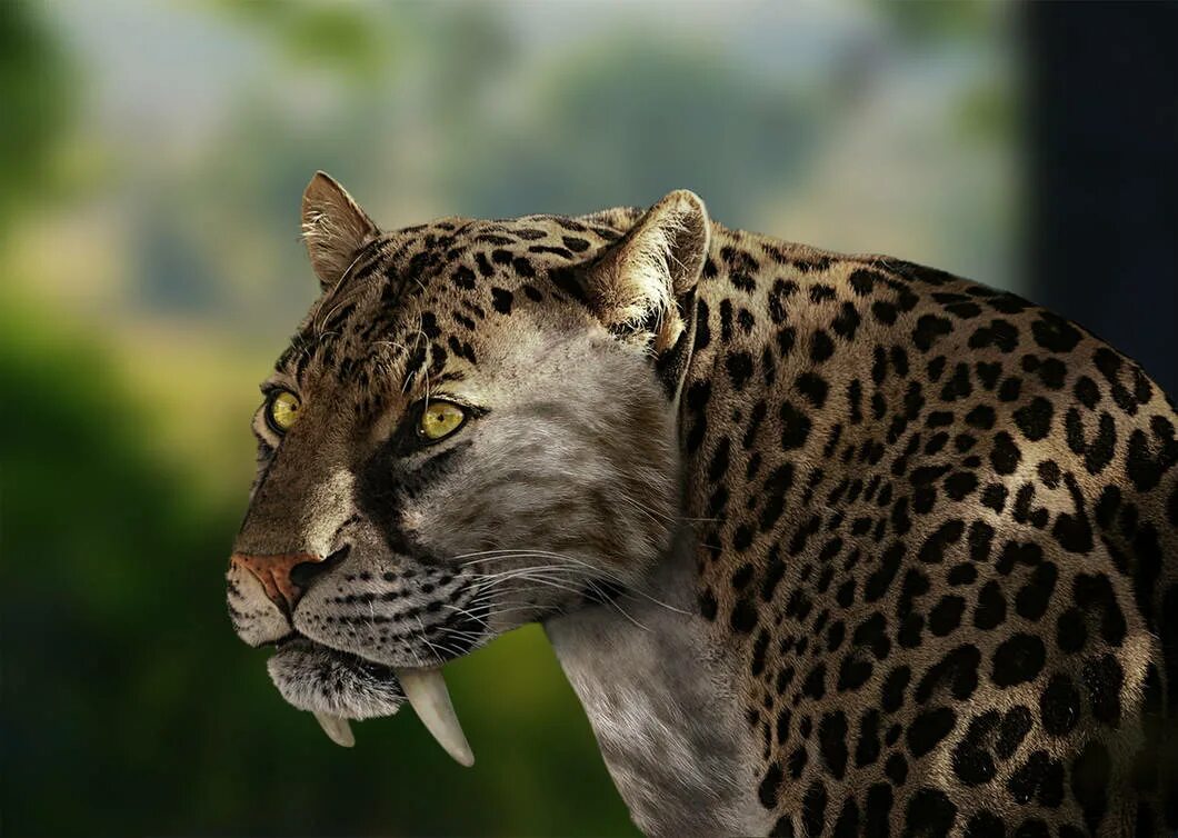 Самым крупным хищным млекопитающим. Саблезубый Ягуар Смилодон. Тигр Смилодон. Саблезубый леопард Смилодон. Cмилодон (Саблезубый тигр).