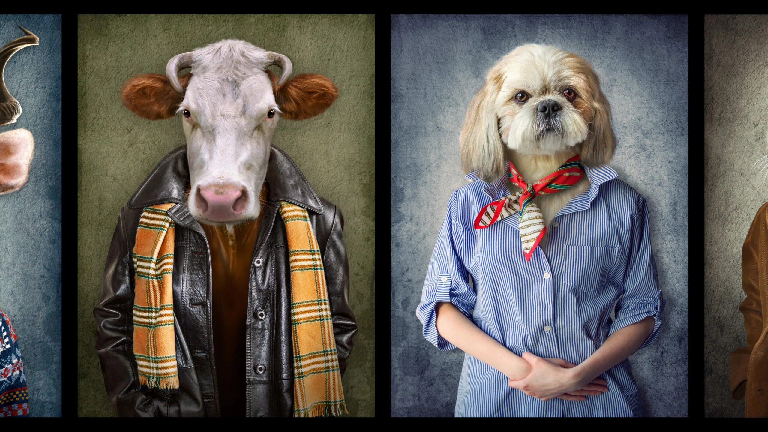 Животные использующие одежду. Йоркширский терьер в одежде. Животные в одежде рисунки. Животные использующие одежду. Одежда для собак мелких пород.