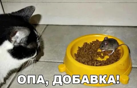 Съел мышь