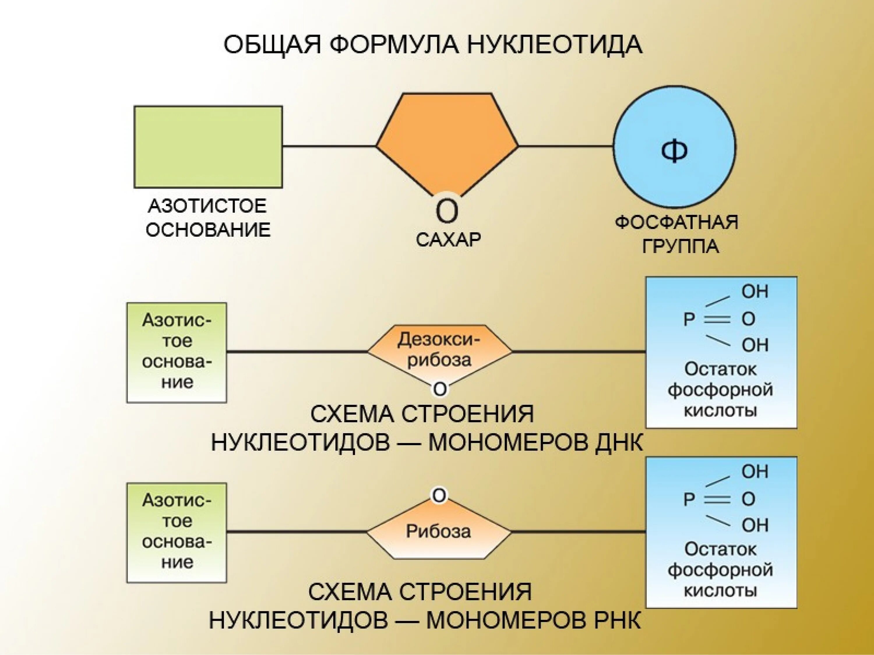 Днк какой мономер. Строение нуклеотида ДНК И РНК. Схема строения нуклеотида ДНК. Схема строения нуклеотида РНК. Схема строения нуклеотида общая формула.