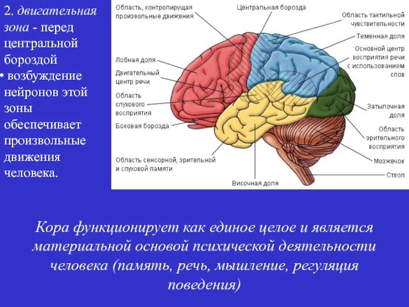 Нарушение коры полушарий. Моторная зона теменной доли. Зоны коры.