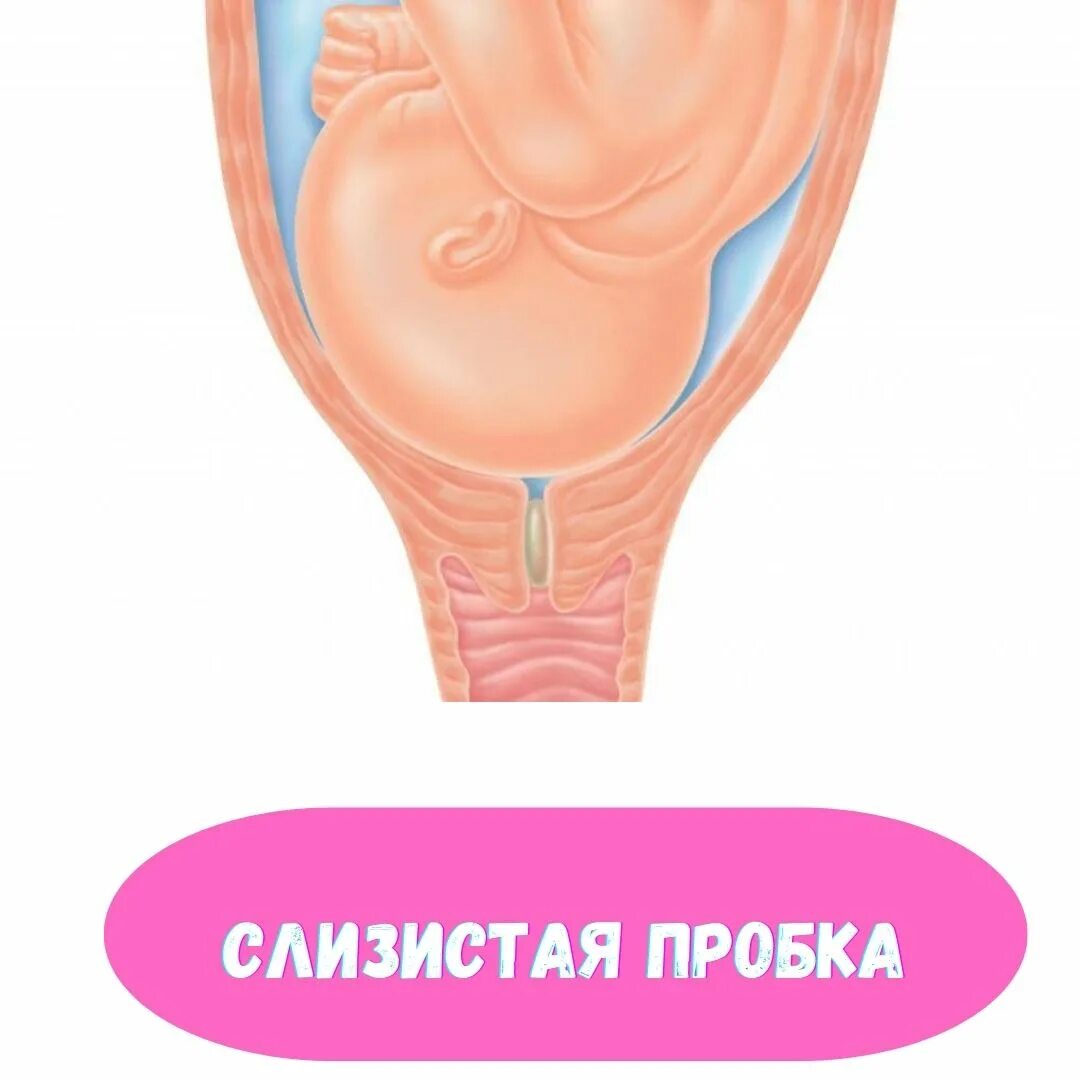 Коническая форма шейки матки. Как выглядит шейка перед родами. Этапы раскрытия шейки матки. V образная шейка матки при беременности. Периоды родов раскрытие шейки матки.