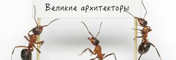 Муравей муравей песенка. Архитектор муравей. Насекомые и их знакомые паук. Трек architects impermanence перевод. Atl лицо.