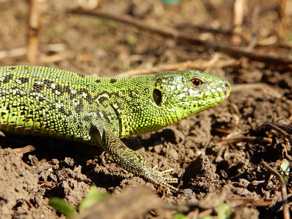 Lacerta Agilis. Прыткая ящерица (Lacerta Agilis exigua);. Зеленая прыткая ящерица. Lacerta Agilis ареал.