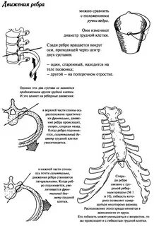 Движение под ребрами