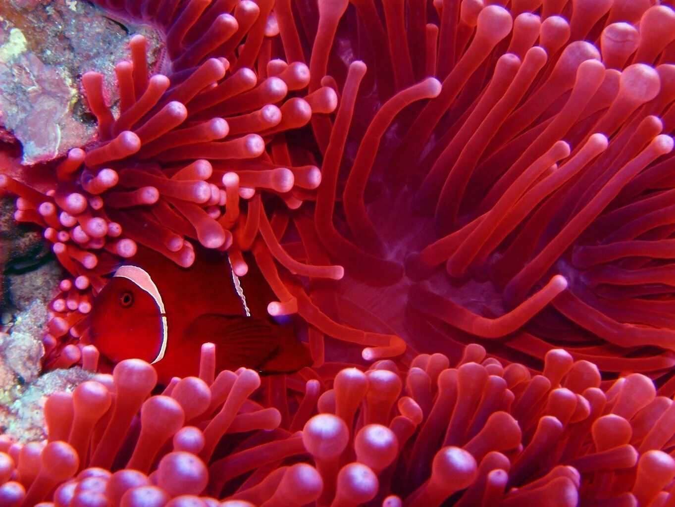 Красный коралл Кишечнополостные. Коралловые полипы красный коралл. Red Anemone морская. Анемоны актинии.