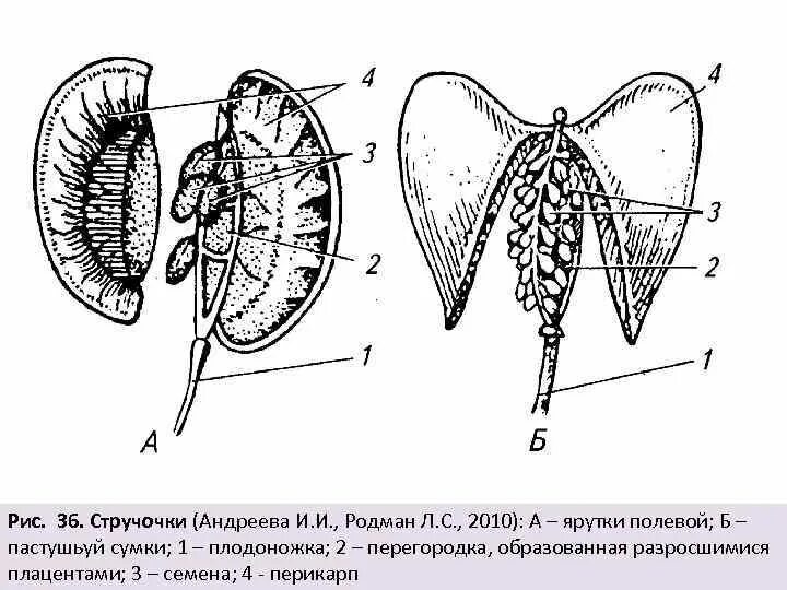 Стручочек. Строение плода пастушьей сумки. Стручочек ярутки полевой строение. Ярутка Полевая плод. Стручочек ярутки.