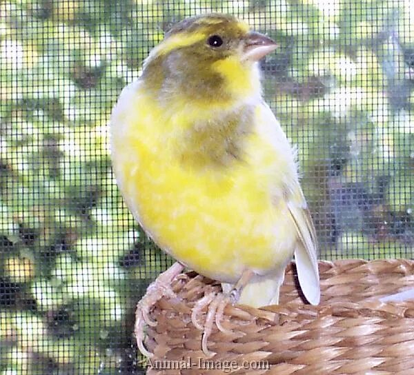 Канарейка роллер. Harz Roller Canaries. Канарейка роллер краснопестрый. ГАРЦСКИЙ роллер канарейка в Самарканде.