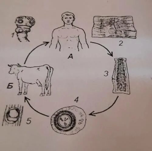 Какая стадия свиного цепня разовьется в человеке. Цикл жизни бычьего цепня. Цикл развития бычьего цепня биология. Жизненный цикл свиного цепня биология. Ленточные черви цикл развития бычьего цепня.