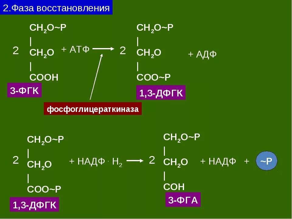 Восстановление надф в какой фазе