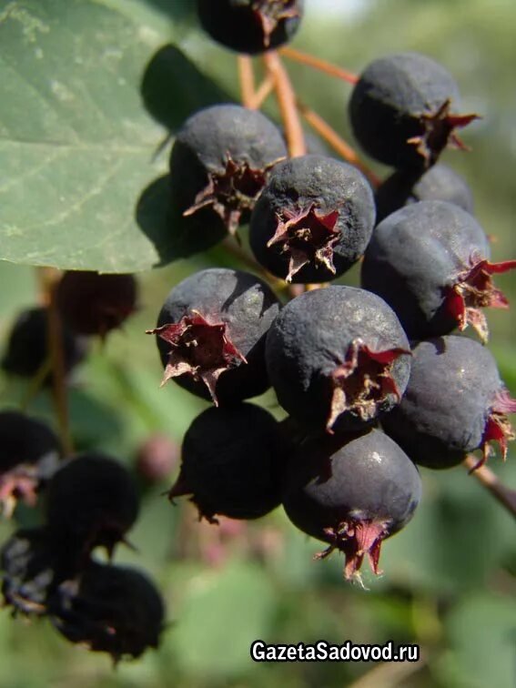 Черноплодная рябина арония. Ирга круглолистная (amelanchier ovalis). Арония мичурина. Арония черноплодная куст. Черноплодная рябина косточки.