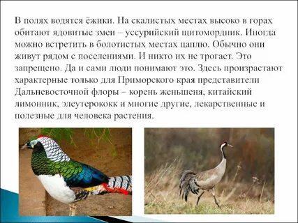 Фарпост животные