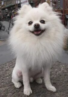 Китайский шпиц
