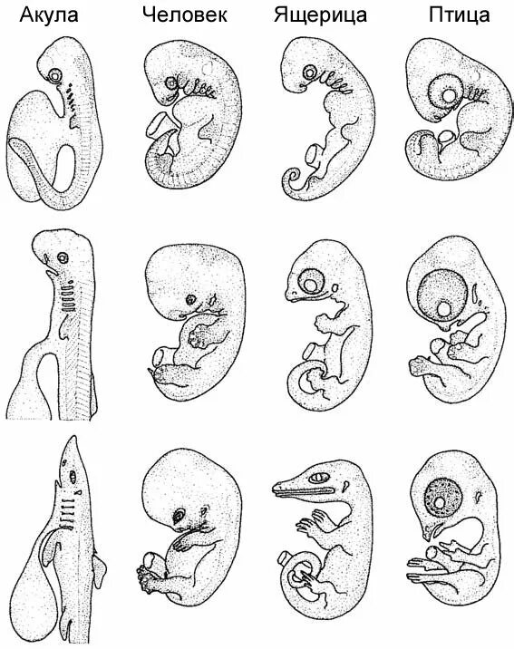 Онтогенез картинка. Онтогенез зародыш. Ранние стадии развития зародыша человека. Онтогенез развития плода человека. Онтогенез схема зародыша.