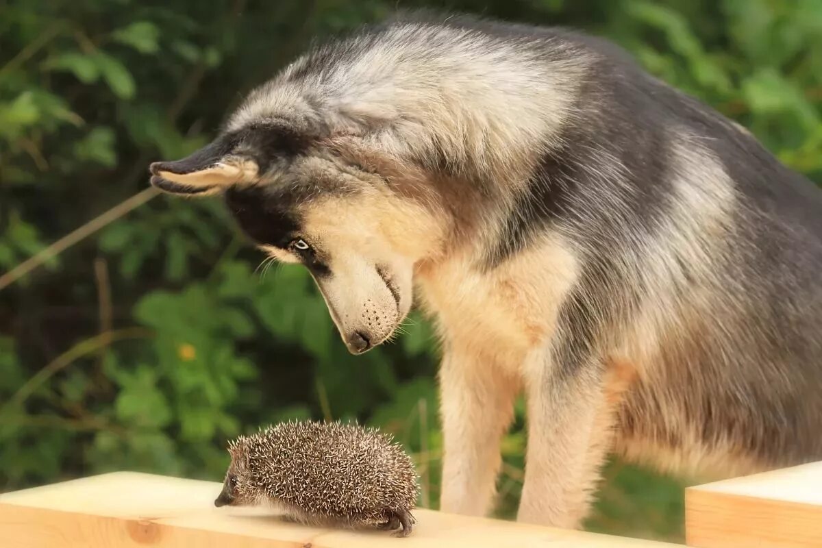 Собачки ежики. Щенок и ежик. Ежик и собачка фото. Собака еж. Ежик и собачка.