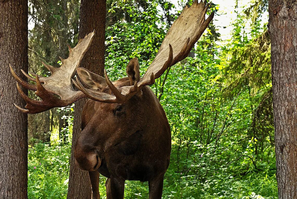 взрослый лось. Alces alces). самый большой сохатый. взрослый лось. лось сохатый сибирский.