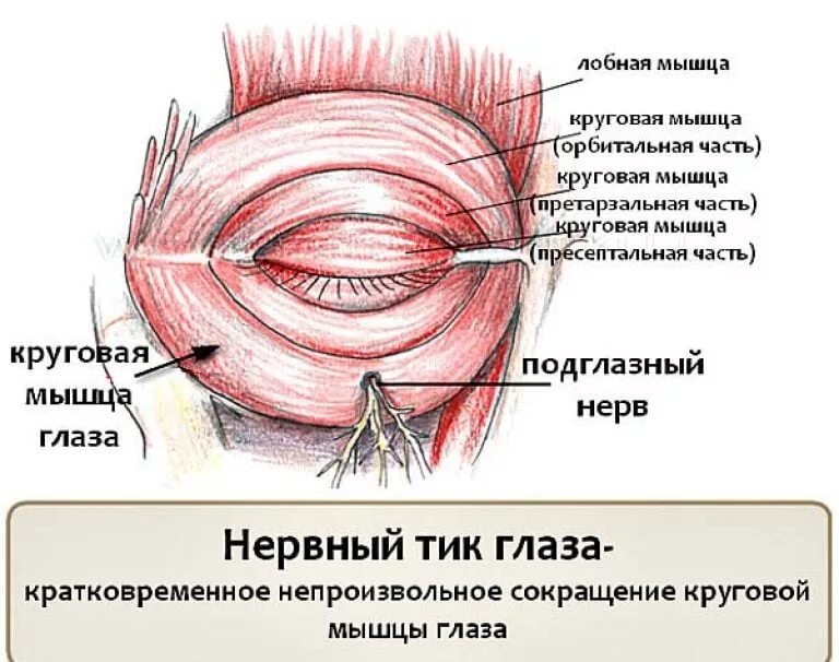 Круговая мышца глаза части. Строение круговой мышцы глаза.