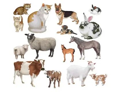 Секс ағасы қарындасы туралы видео