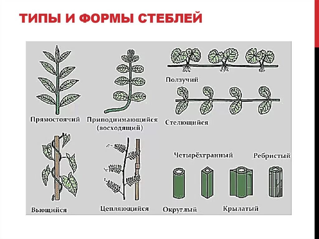 Два типа побегов. Форма поперечного сечения стебля. Типы стеблей растений. Типы поперечного сечения стебля. Типы стеблей по форме поперечного сечения.