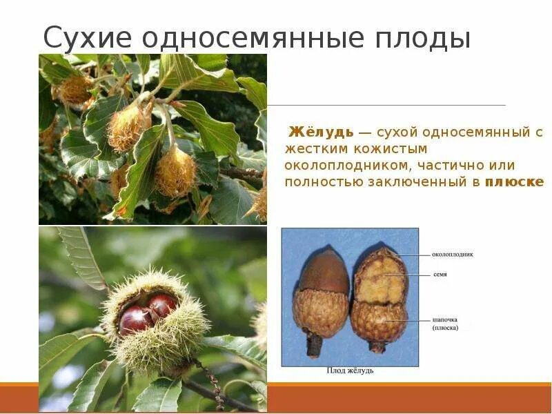 Плоды бывают сухие и. Желудь сухой односемянный плод. сухие односемянные плоды строение. желудь околоплодник. желудь строение плода.
