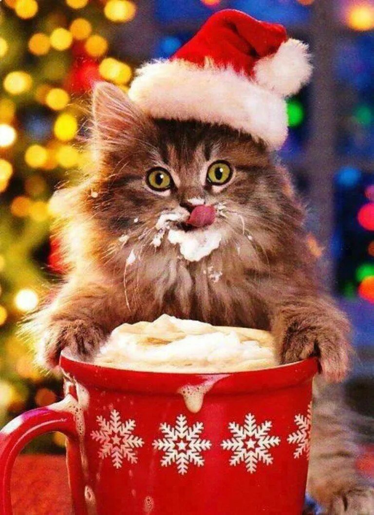 Новогодний кот. Новогодние котята. Кот новый год. Рождественский кот