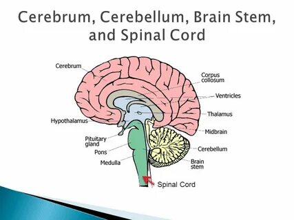 Cerebrum