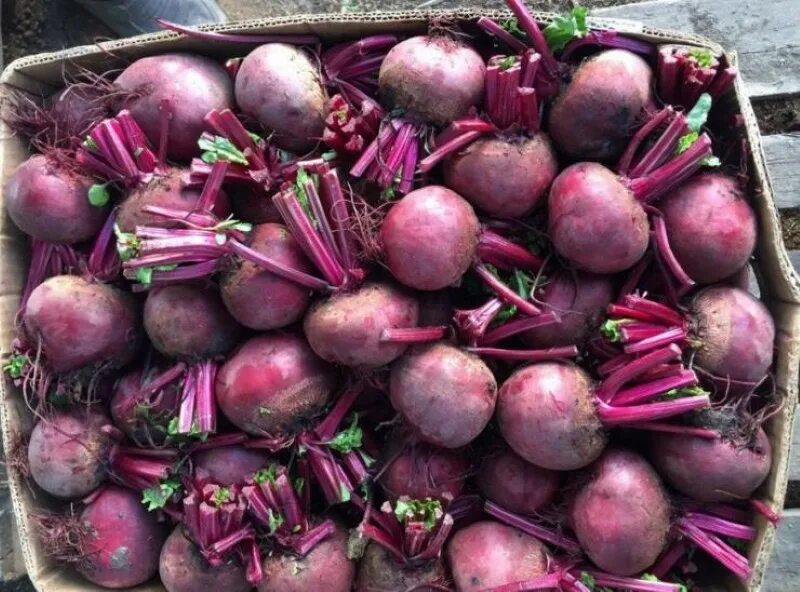 Лучшие сорта свеклы для хранения на зиму. Свекла болтарди. Лучшие сорта свеклы для хранения на зиму. Сорт свеклы барыня. Свекла кубанская борщевая.