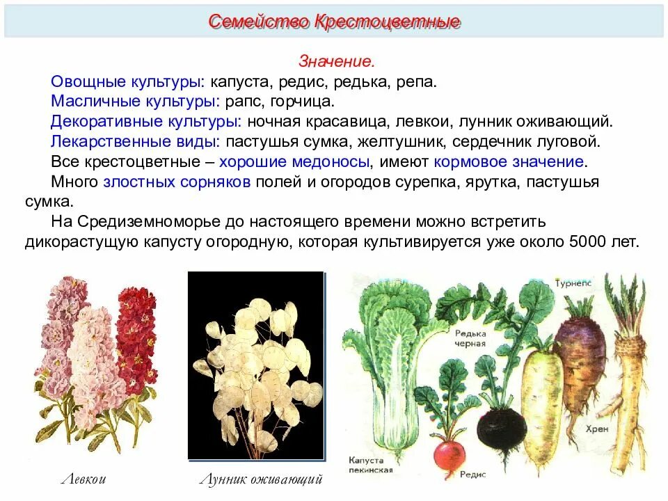 Виды естественных семейств. Растения семейства капустных крестоцветных. двудольные семейство крестоцветные. овощные культурные семейства крестоцветные. крестоцветные растения список овощи.