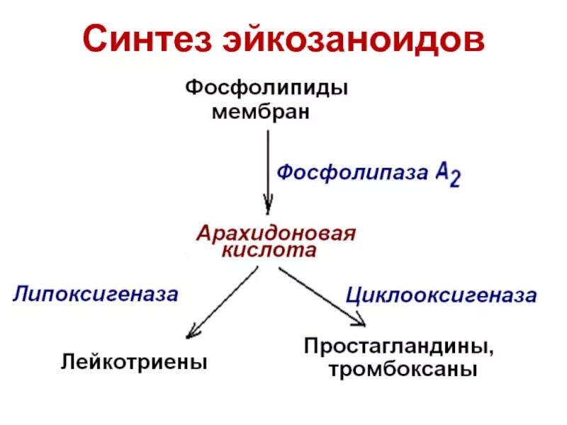 Пути синтеза эйкозаноидов. Эйкозаноиды синтез схема. Эйкозаноиды синтез схема. Схема основных этапов синтеза эйкозаноидов. Схема синтеза простагландинов и лейкотриенов.