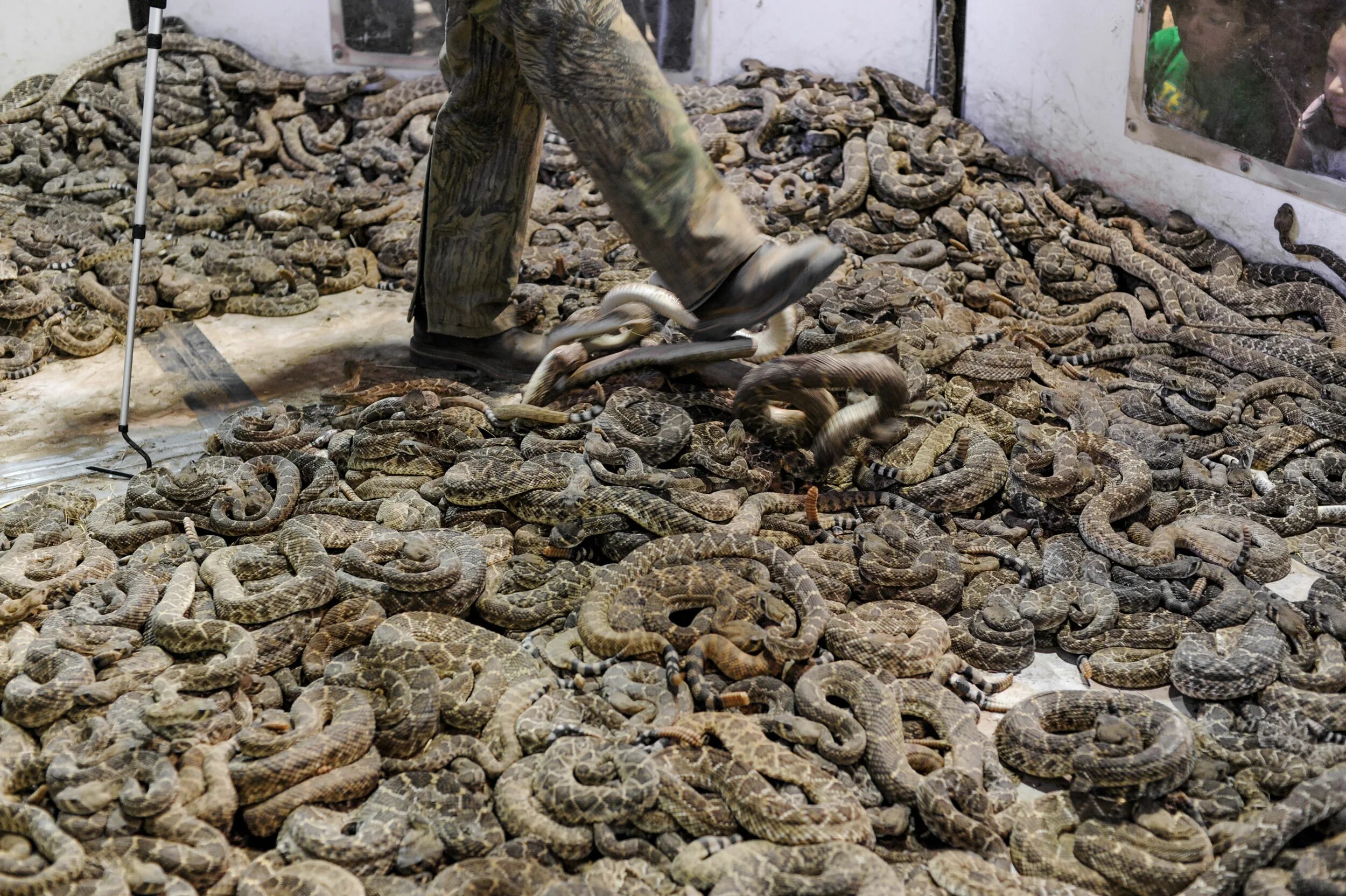 Убитых змей. Королевская кобра против питона. Гадюка геленджик. Убитых змей. Убитых змей.