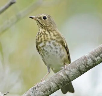 Swainson's Thrush 0707vv.jpg. 