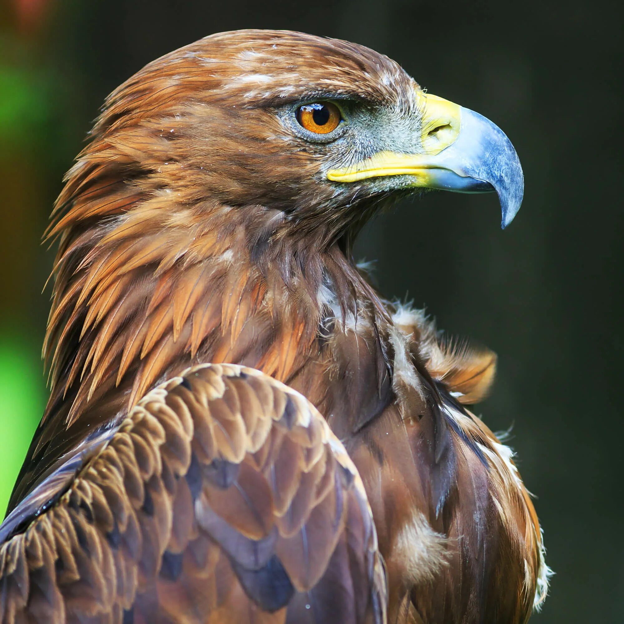 орлы виды. орлан-белохвост белоголовый. орлан орел коршун. "белоголовый орлан". орлы виды.