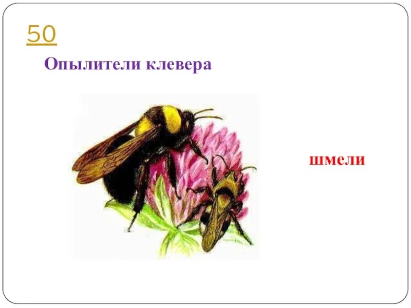 Клевер и шмель тип взаимоотношений. Шмель и клевер мутуализм. шмель опыляет клевер тип взаимоотношений. шмель на клевере. опыление клевера шмелями.