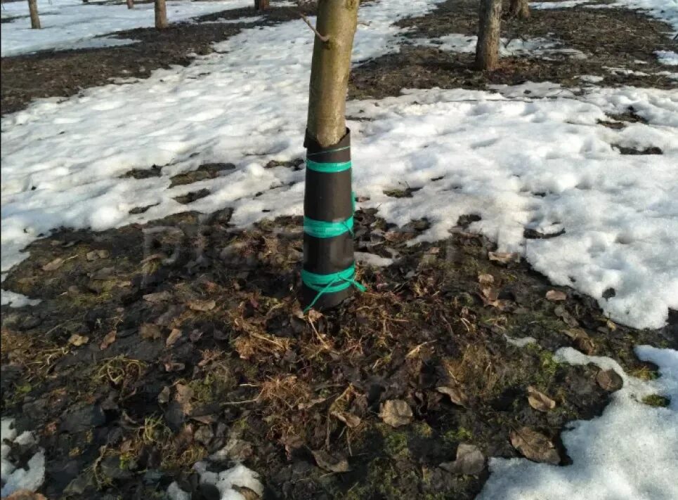 Укрытие стволов деревьев на зиму от грызунов. Укрытие молодых яблонь на зиму. Укрытие яблонь на зиму. Подготовка яблони к зиме. Укрытие для молодых деревьев.